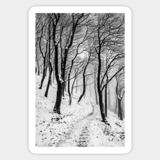 Winter Trees in Mist and Snow Sticker